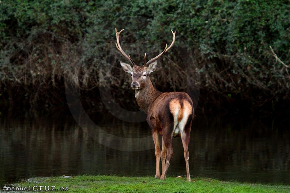 Ciervo rojo (Cervus elaphus)